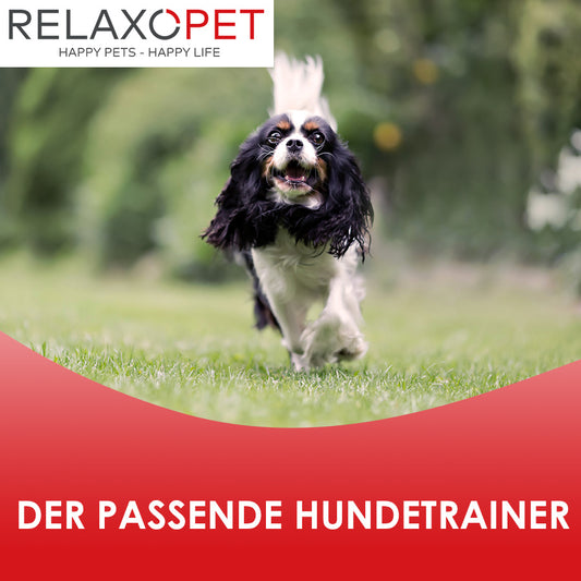 Wie erkenne ich einen guten Hundetrainer?