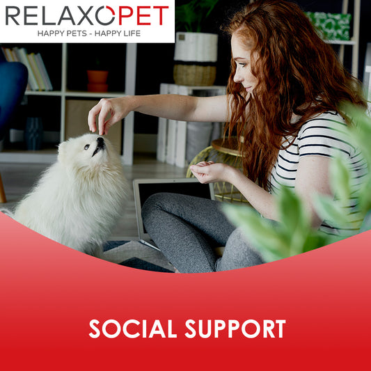 Die Bedeutung von Social Support für unseren geliebten Vierbeiner