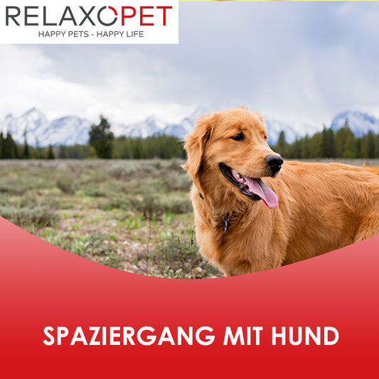 Ein entspannter Hundespaziergang , Tipps für eine harmonische Zeit mit deinem Vierbeiner