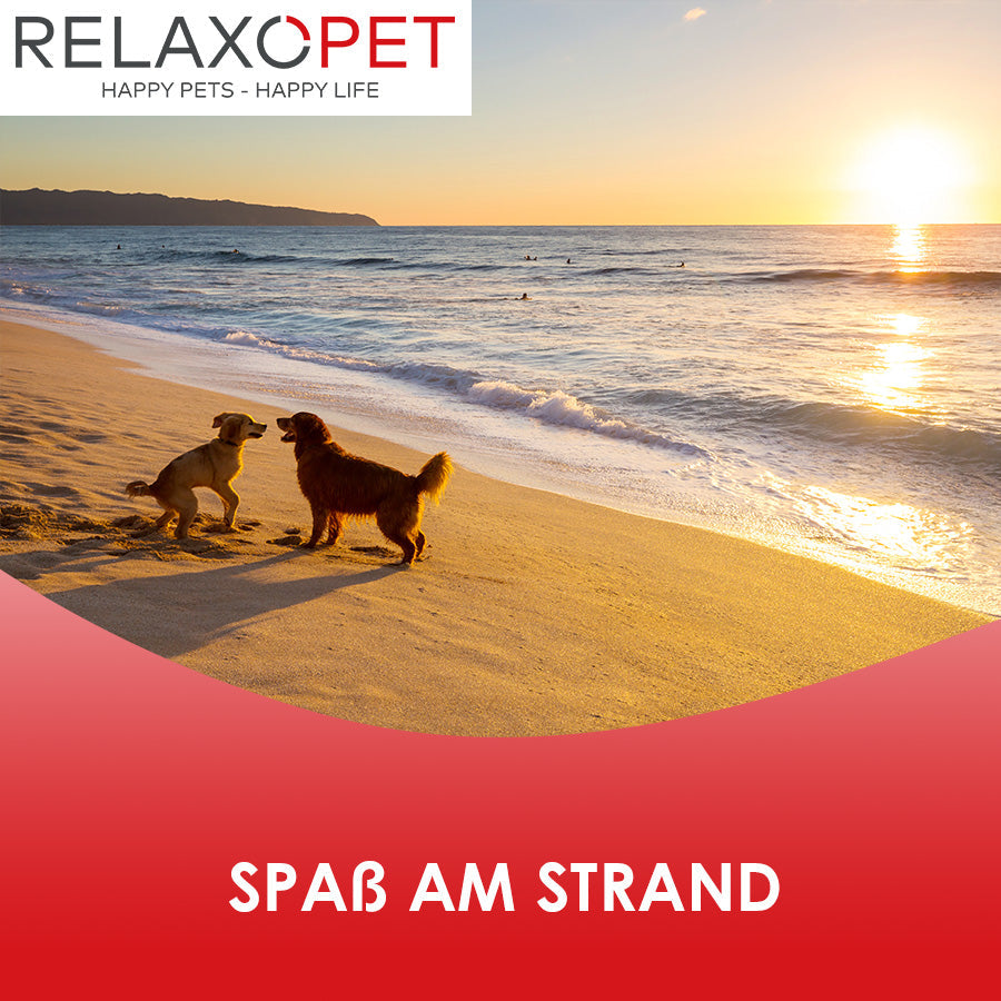 Zwei Hunde am Strand. Im Hintergrund der Sonnenuntergang.