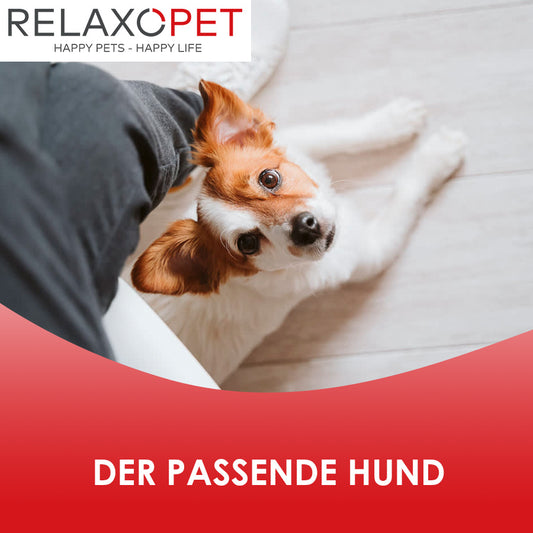 Den passenden Hund finden: Ein Leitfaden für zukünftige Hundebesitzer