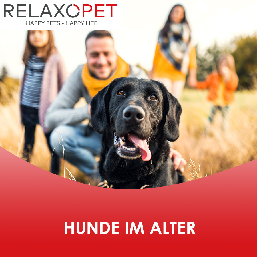 Ein älterer Hund auf einer Wiese, im Hintergrund eine Familie.