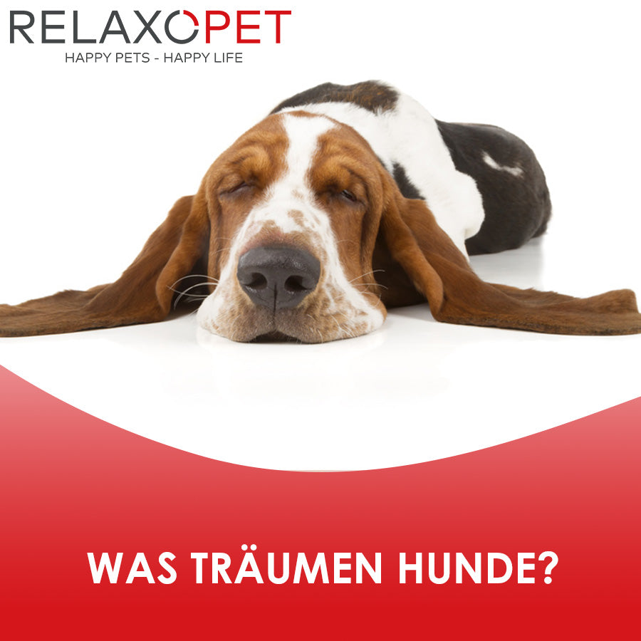 Was träumen Hunde?