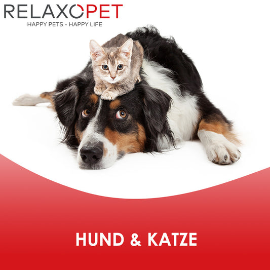 Hund und Katze in einem Haushalt
