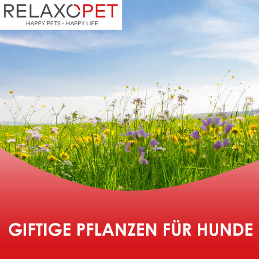 Giftige Pflanzen für Hunde