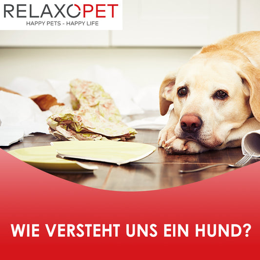 Wie versteht uns ein Hund?