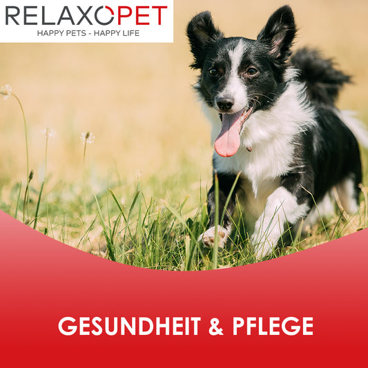 Ratschläge zur Gesundheit & Pflege von Hunden