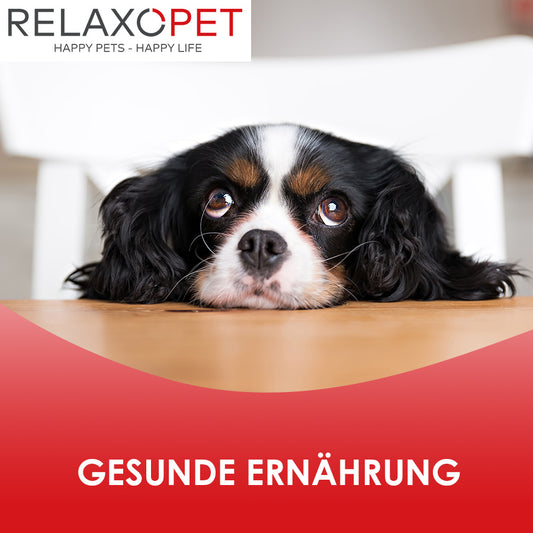 Gesunde Ernährung von Hunden