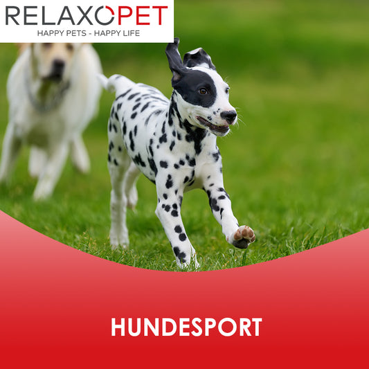 Hundesportarten & Aktivitäten