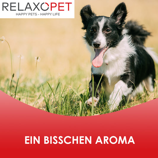 Aromatherapie für Hunde: Was Sie beachten müssen
