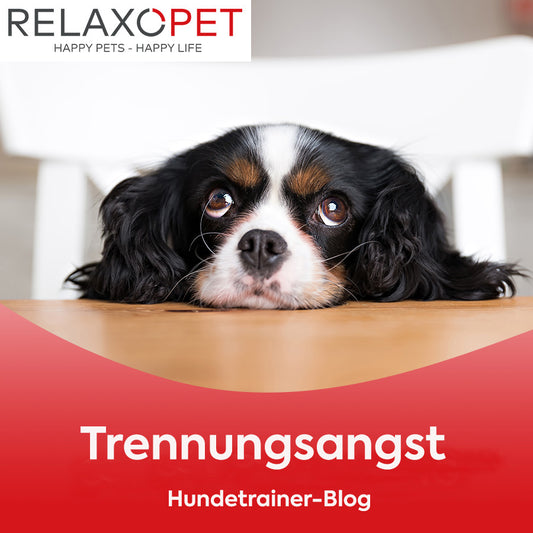 Trennungsstress beim Hund – So lernt dein Hund entspannt alleine zu bleiben