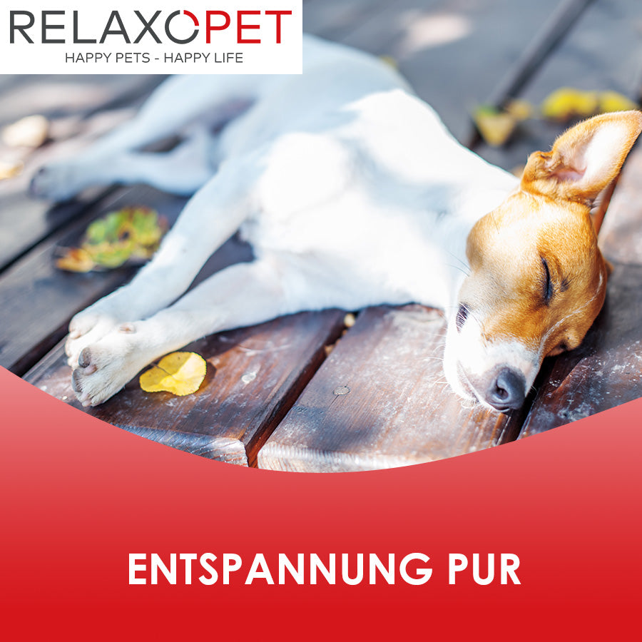 Ein Hund liegt entspannt auf einer Holzterasse.