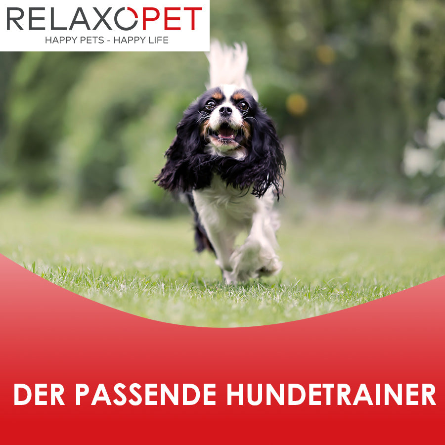 Wie erkenne ich einen guten Hundetrainer?