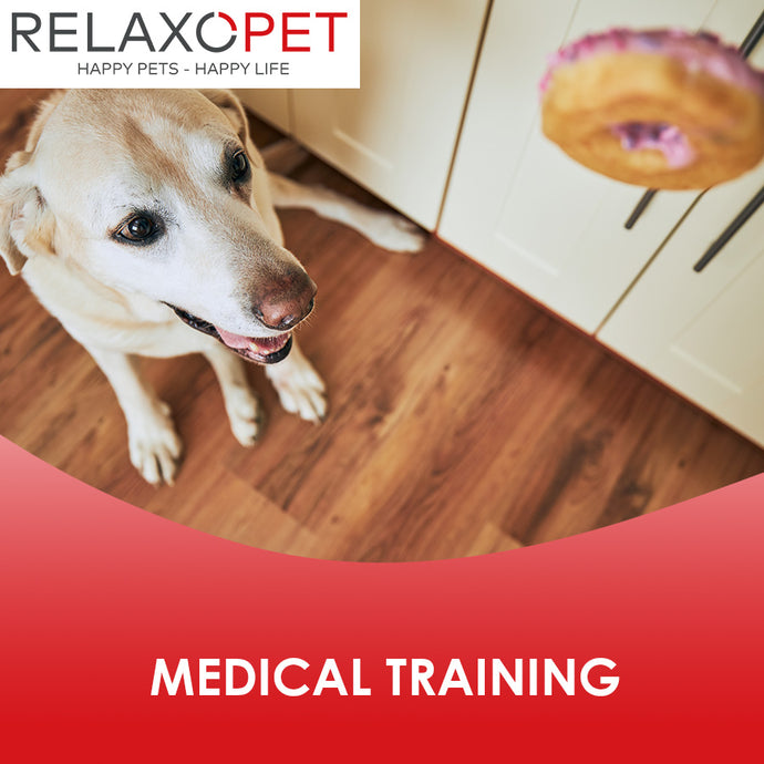 Medical Training beim Hund