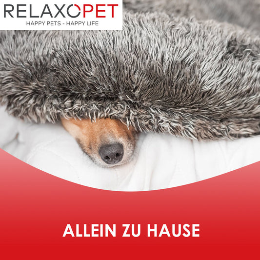 Eine Hundeschnauze, die unter einer Decke herausschaut. 