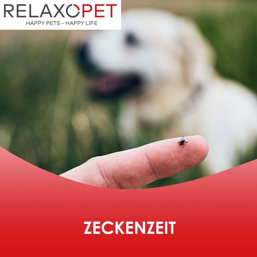 Zeckenzeit