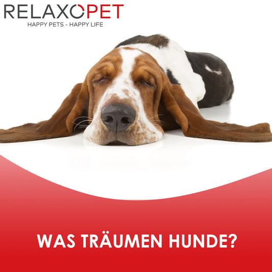 Ein schlafender Hund.