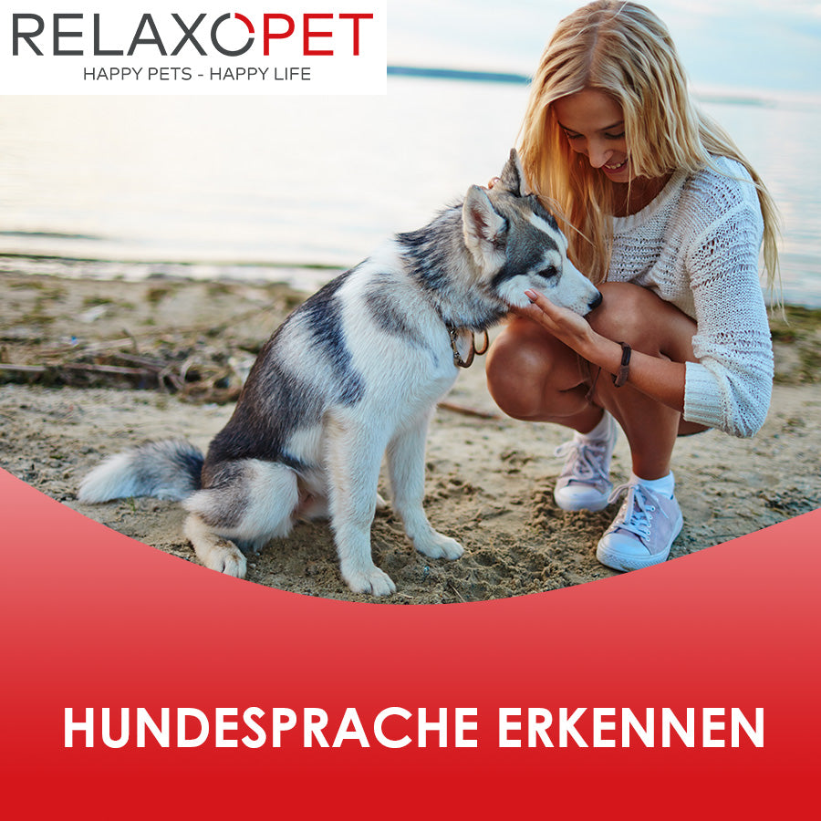 Ein junger Hund und seine Besitzerin am Strand.