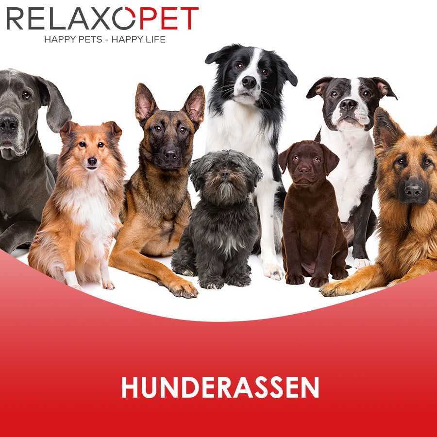 Hunderassen & Bedürfnisse