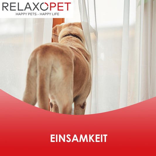 Ein Hund von hinten, der durch einen halb-durchsichtigen Vorhang durchgeht.