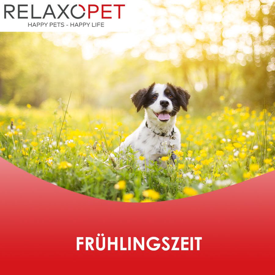 Ein kleiner Hund in einer bunten Blumenwiese in der Sonne.